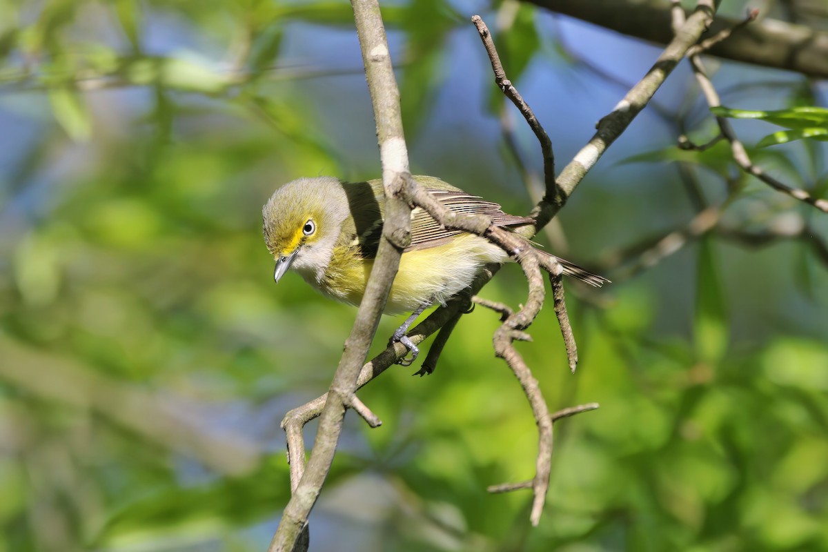 White-eyed Vireo - ML559602861