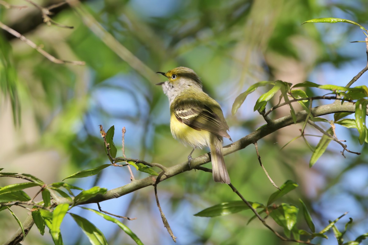 White-eyed Vireo - ML559602921