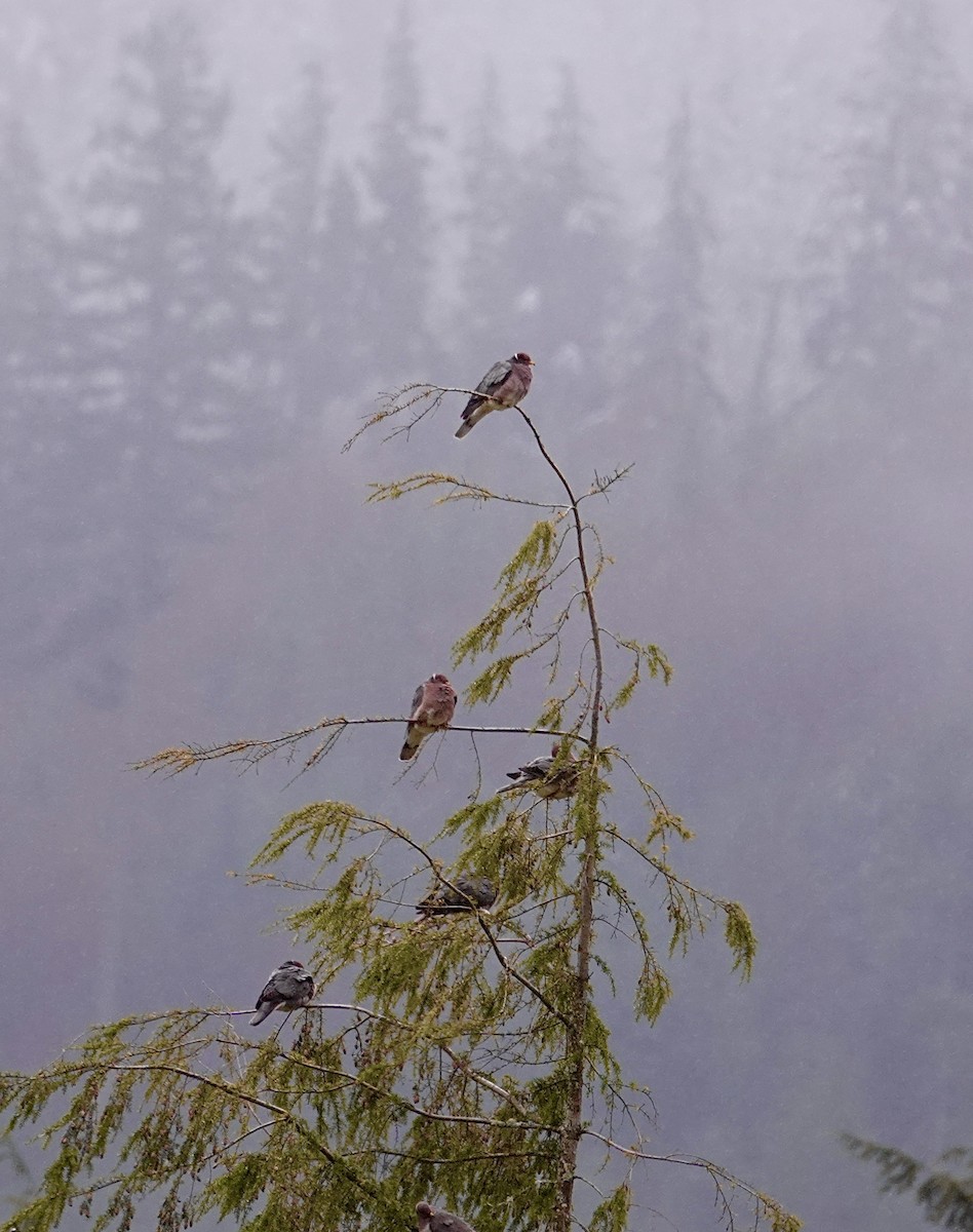 Band-tailed Pigeon - ML559602931