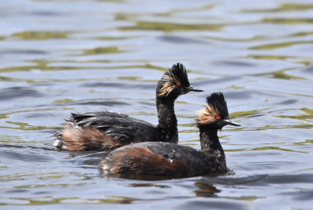 Eared Grebe - Patricia Langen