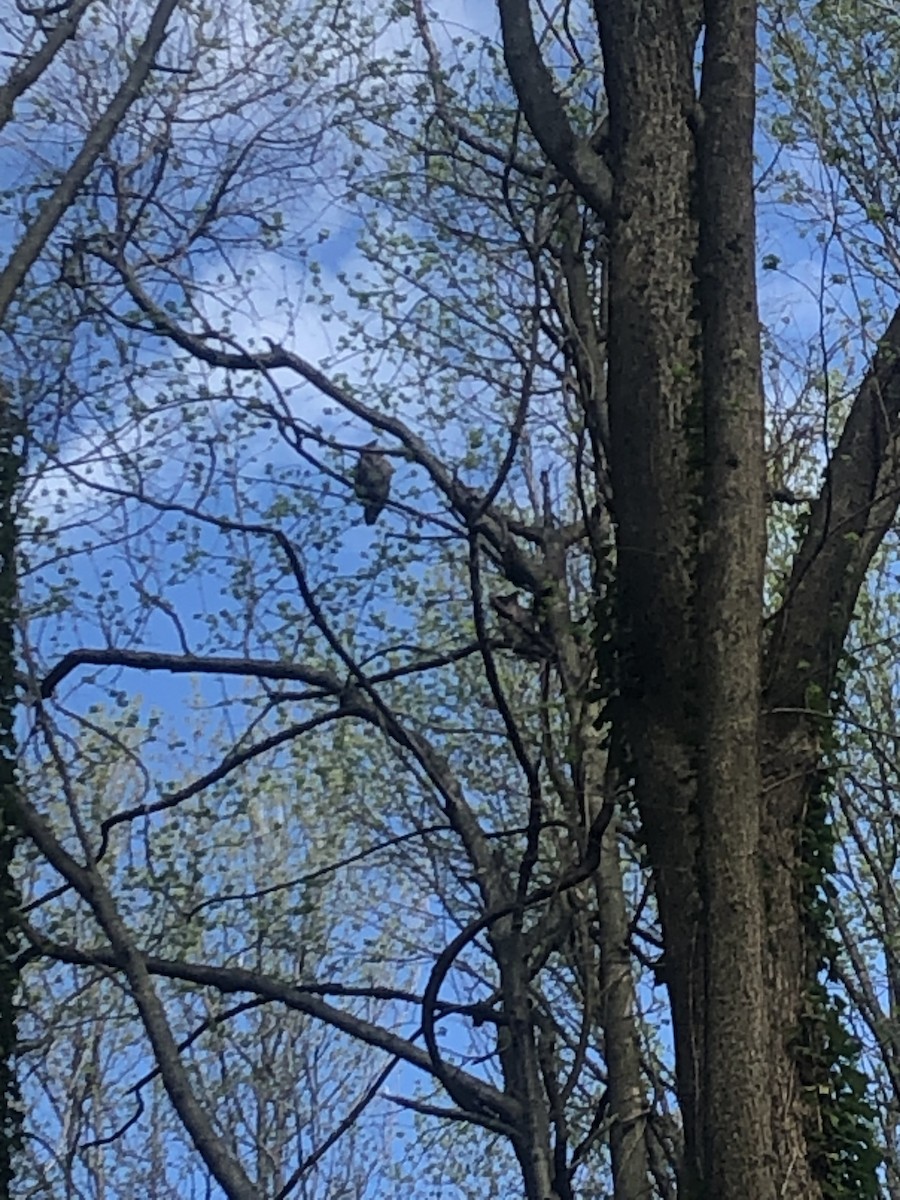 Great Horned Owl - ML559604111