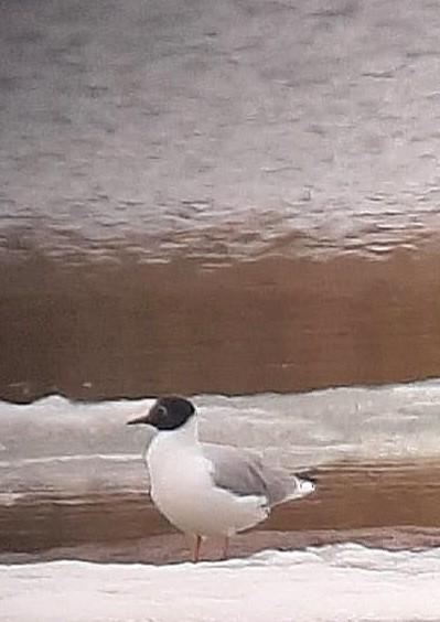 Mouette de Bonaparte - ML559604221