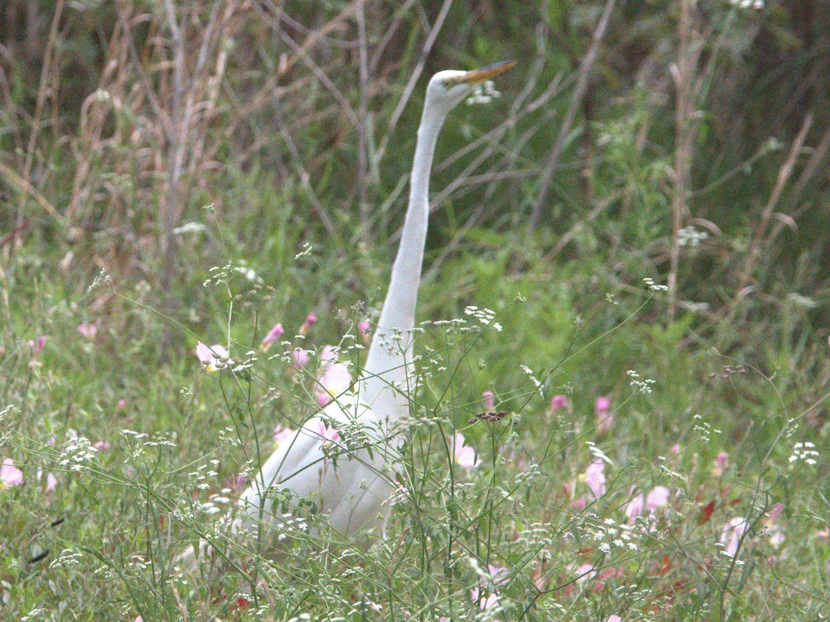 Great Egret - ML559606831