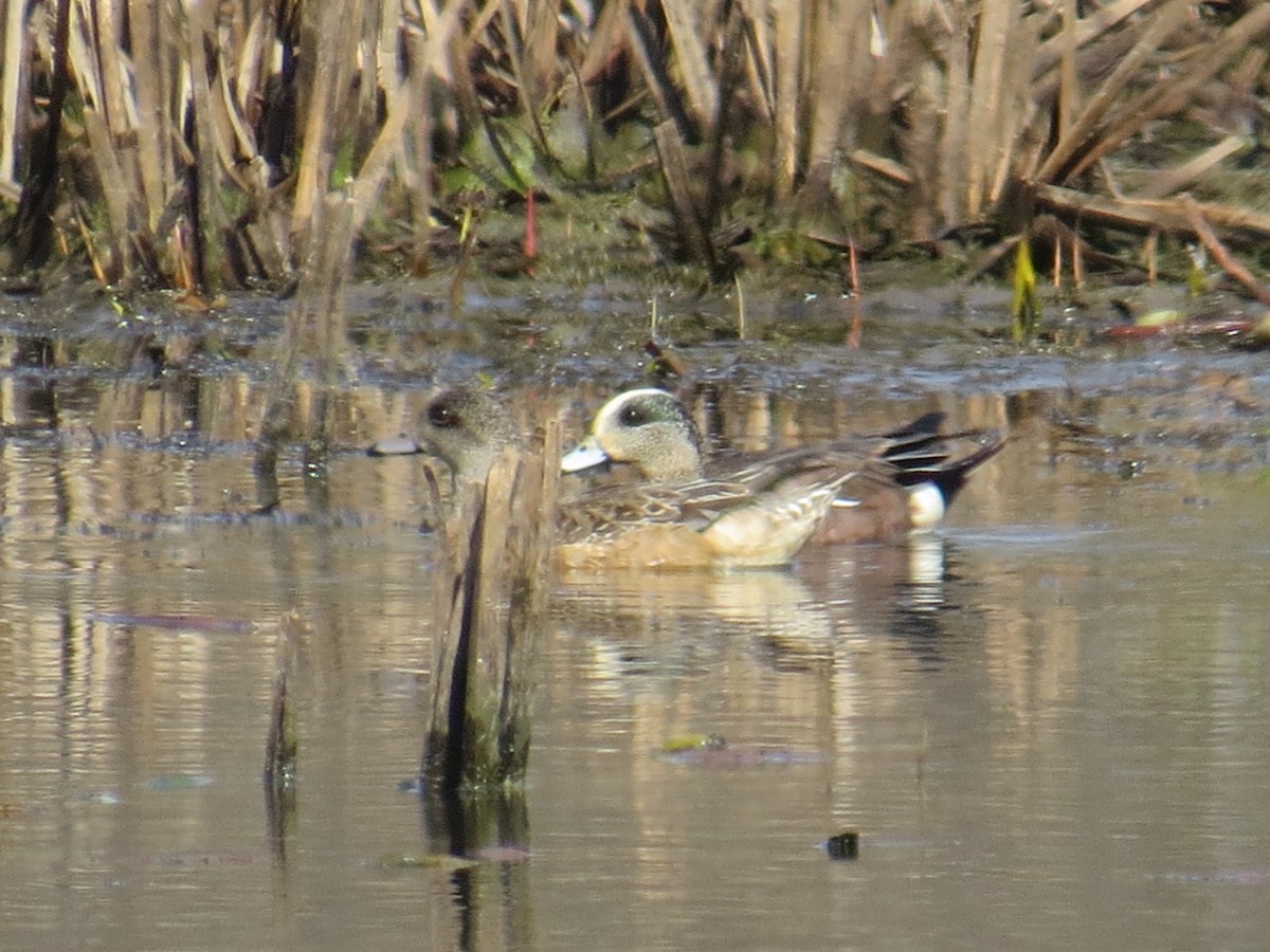 American Wigeon - Ethan Maynard