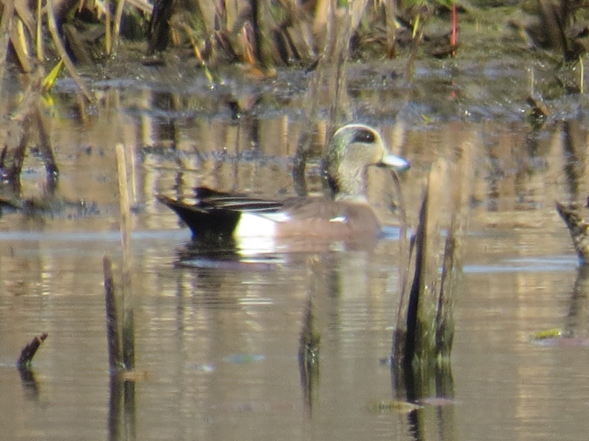 American Wigeon - ML559606981