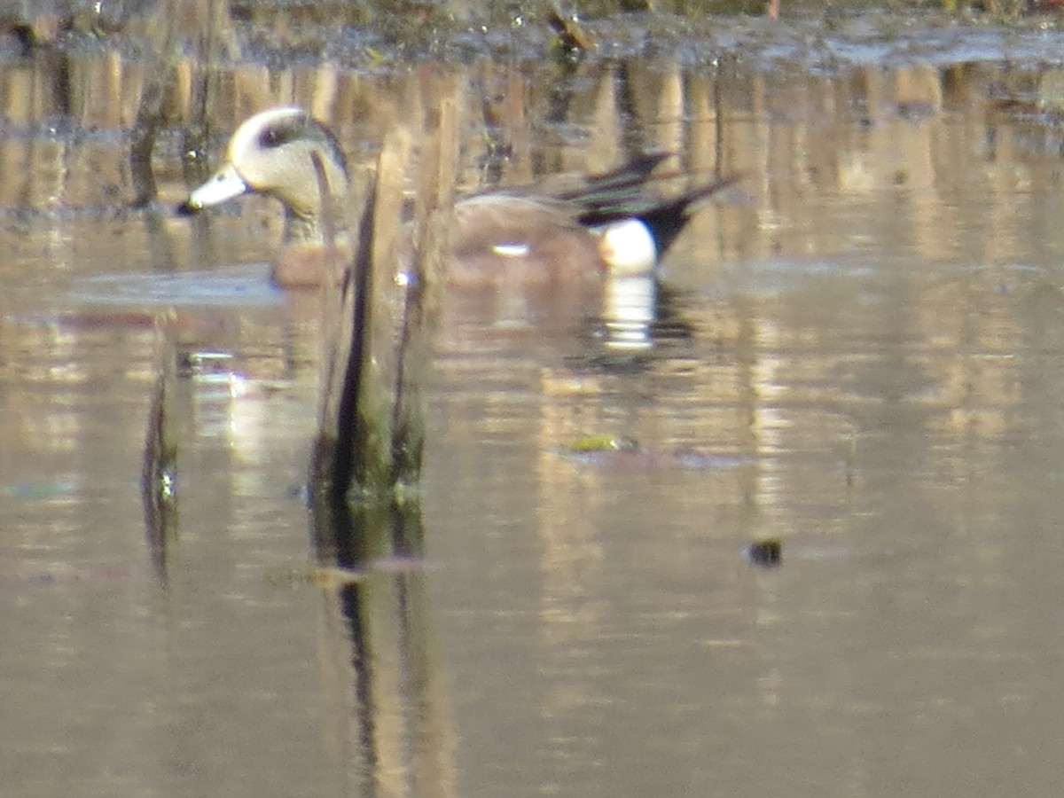 American Wigeon - ML559607021