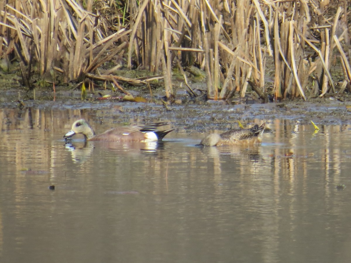 American Wigeon - ML559607051