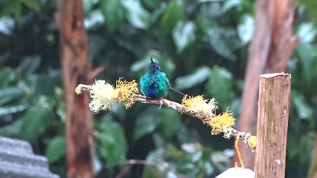kolibřík modrolící - ML559607131