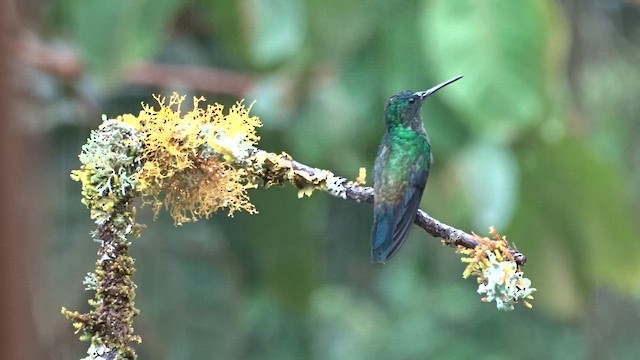 Indigo-capped Hummingbird - ML559607431