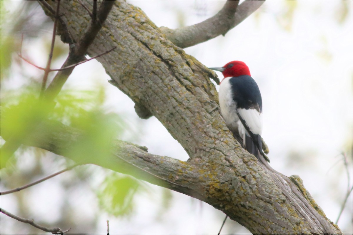 Red-headed Woodpecker - ML55960811