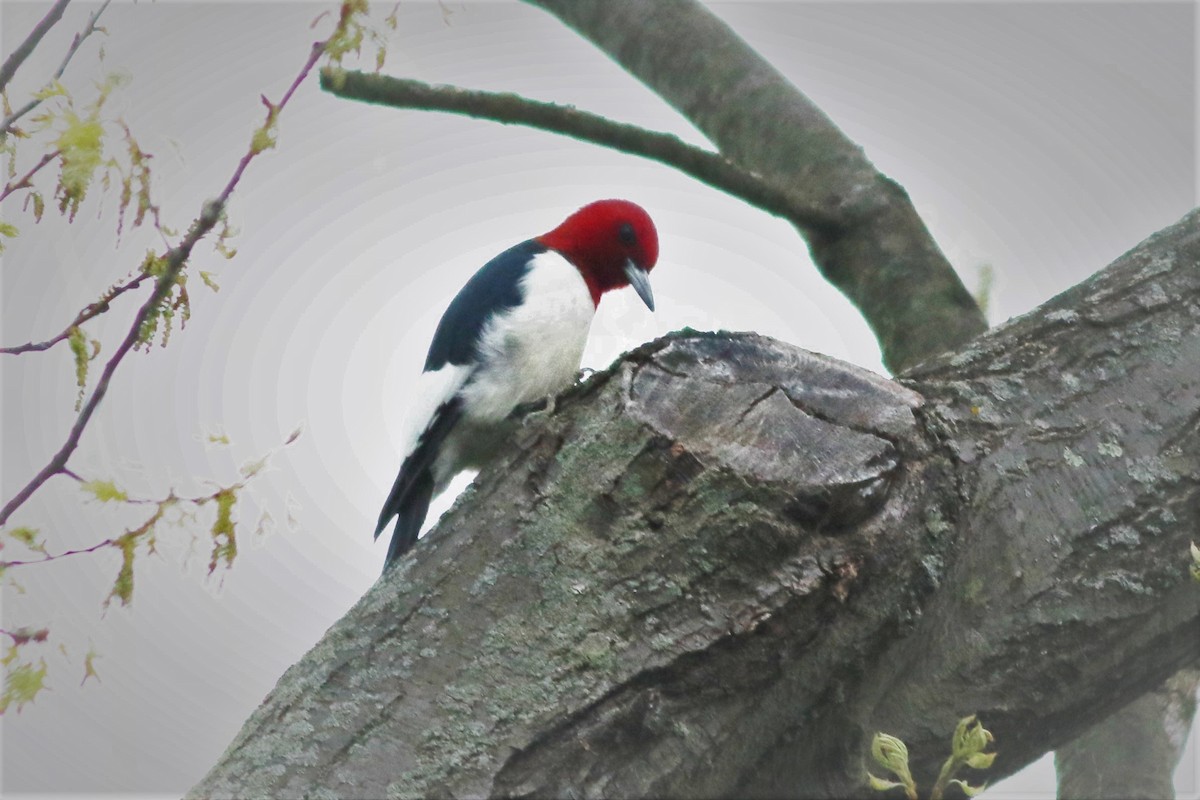 Red-headed Woodpecker - ML55960821