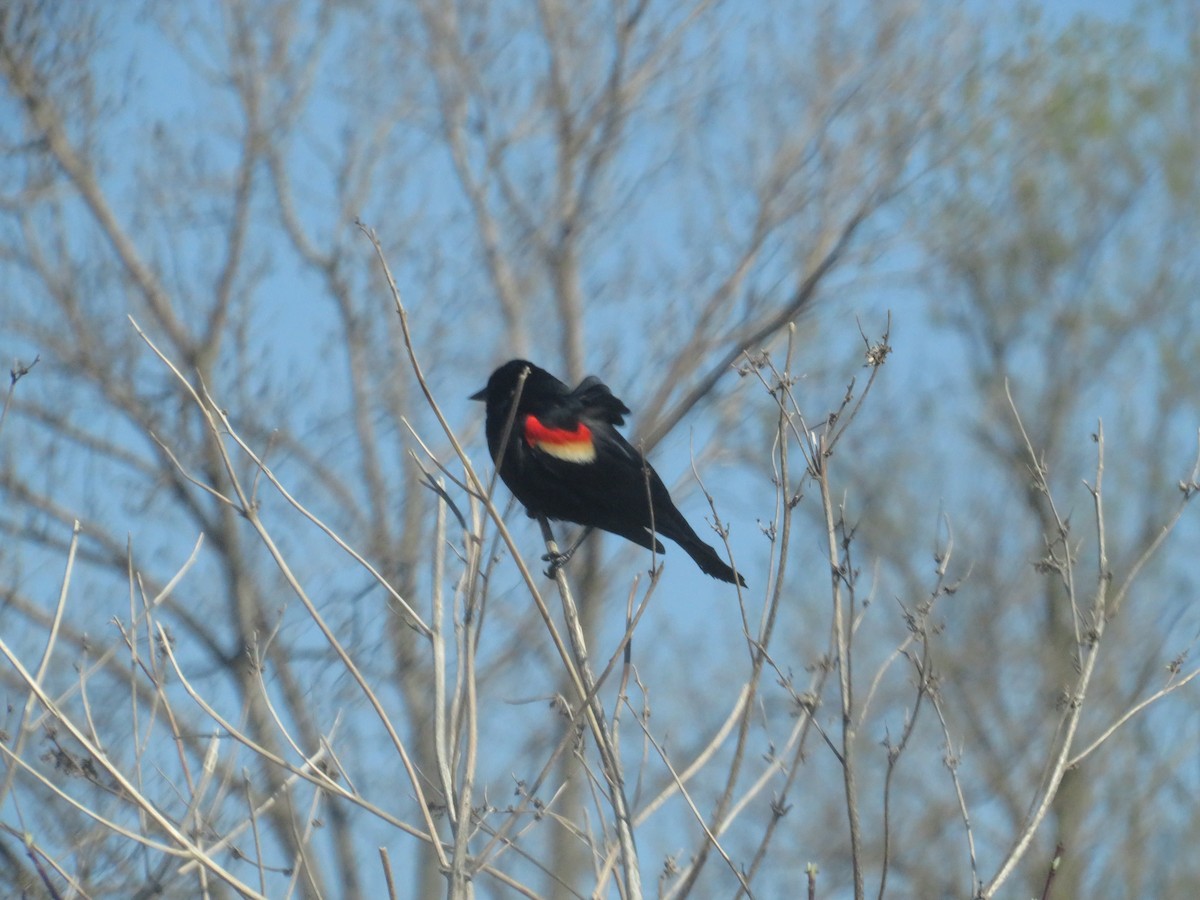 Red-winged Blackbird - ML559608591