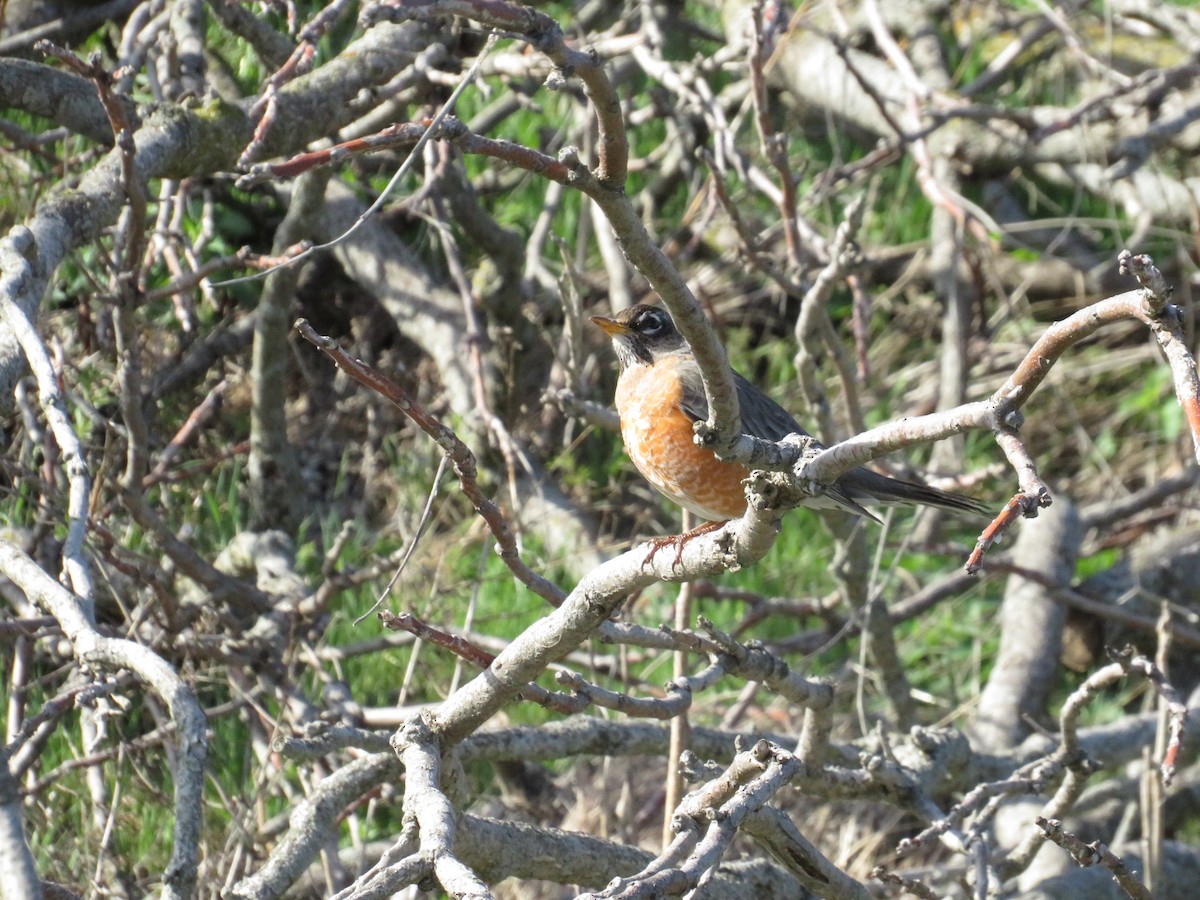 American Robin - ML559608781