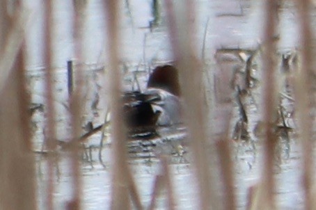 Eurasian Wigeon - ML559608931