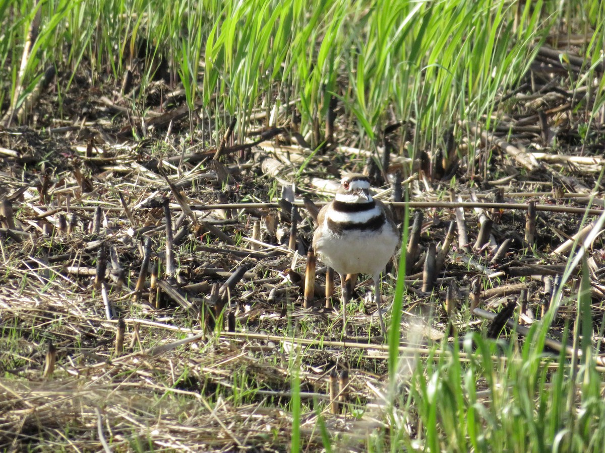 Killdeer - ML559609071