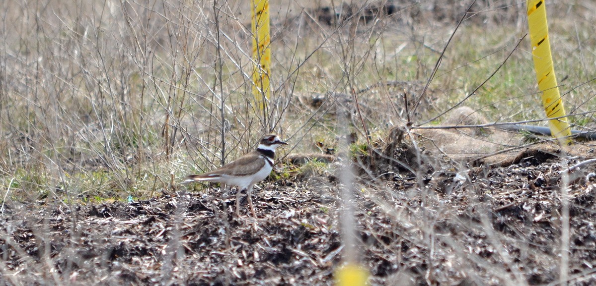 Killdeer - ML559609761