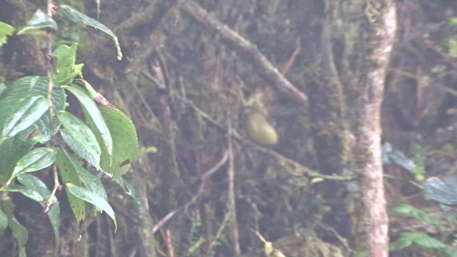 Black-capped Tyrannulet - ML559610101