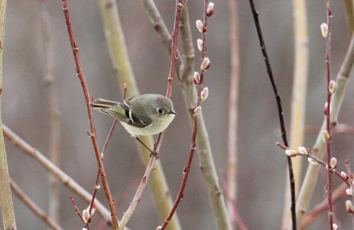 Ruby-crowned Kinglet - ML559610161