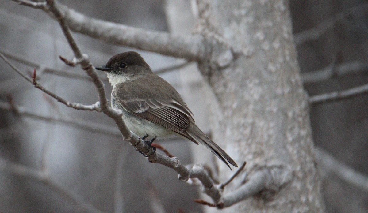 Eastern Phoebe - ML559610211