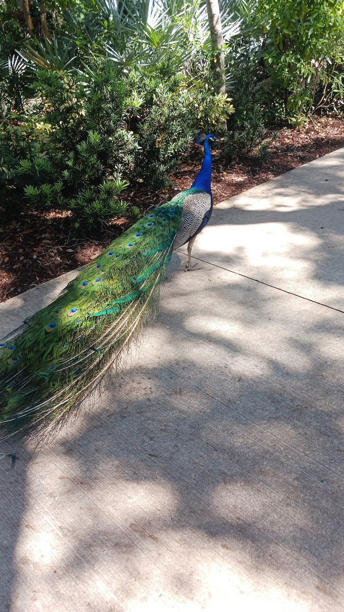 Indian Peafowl (Domestic type) - ML559610631