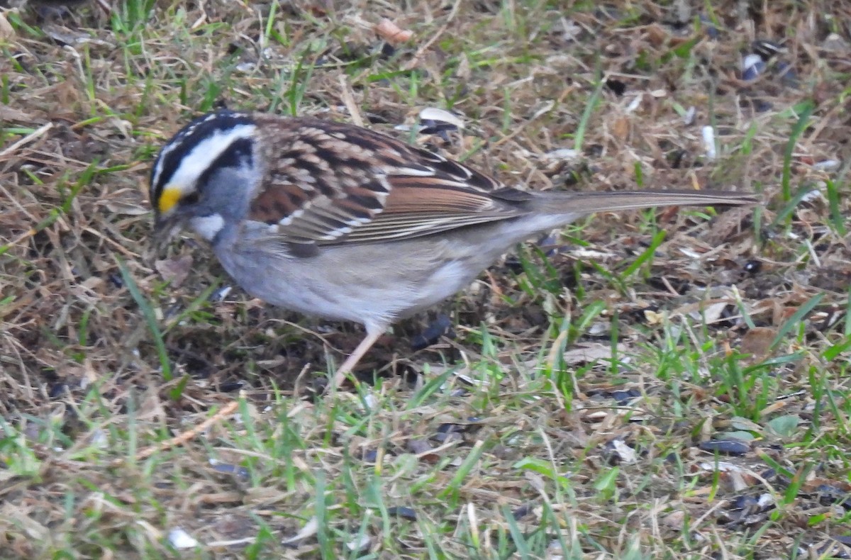 White-throated Sparrow - ML559611211