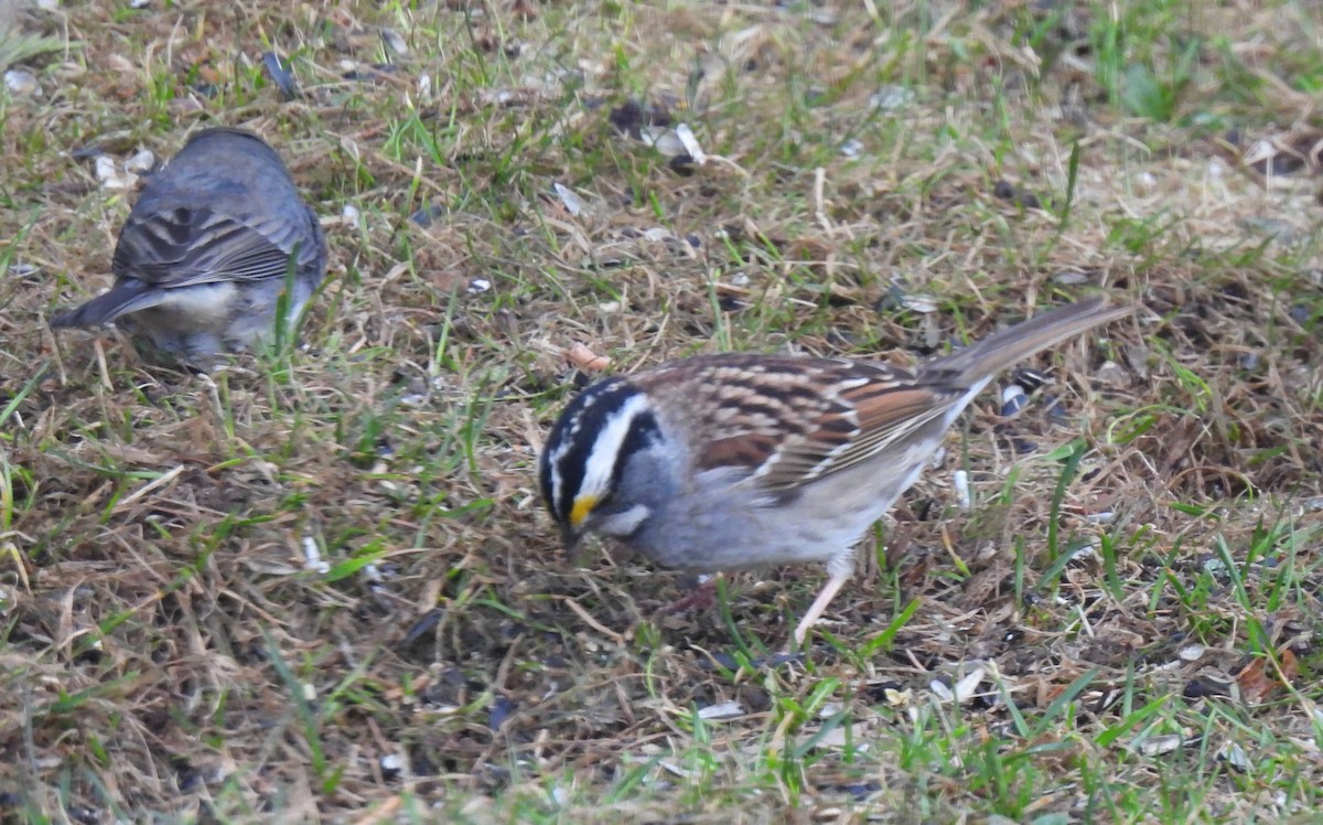 White-throated Sparrow - ML559611221
