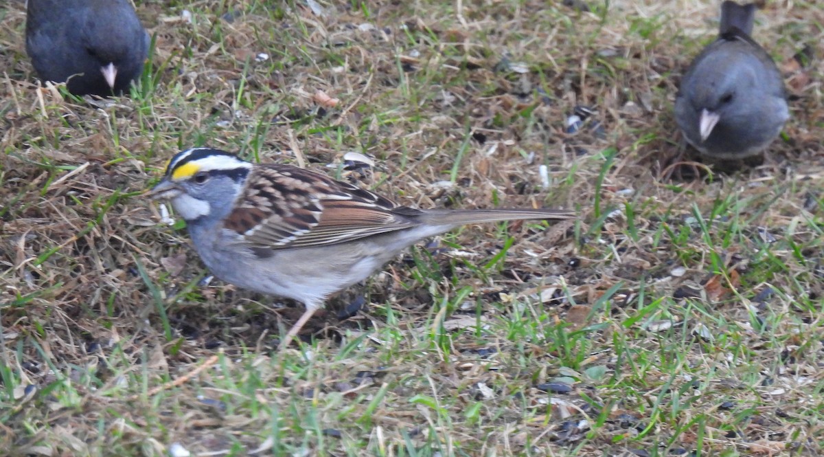 White-throated Sparrow - ML559611231