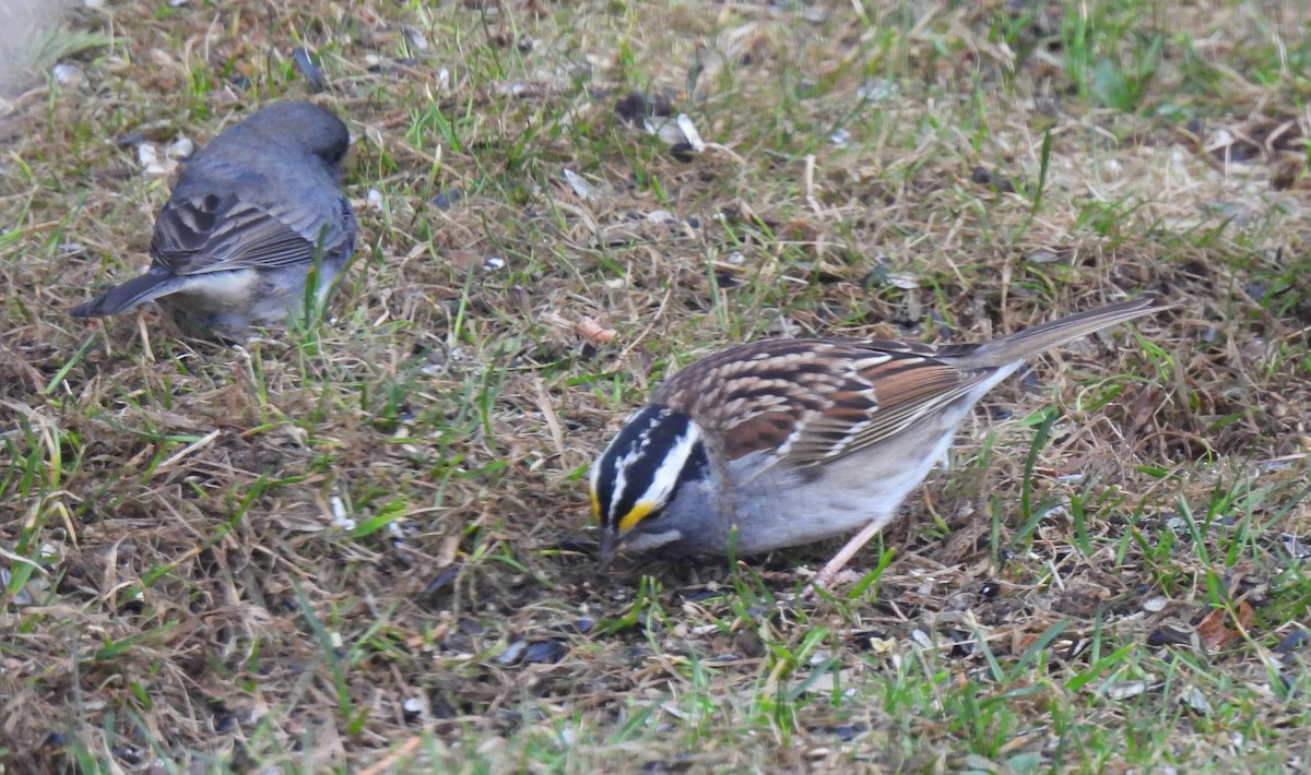 White-throated Sparrow - ML559611241