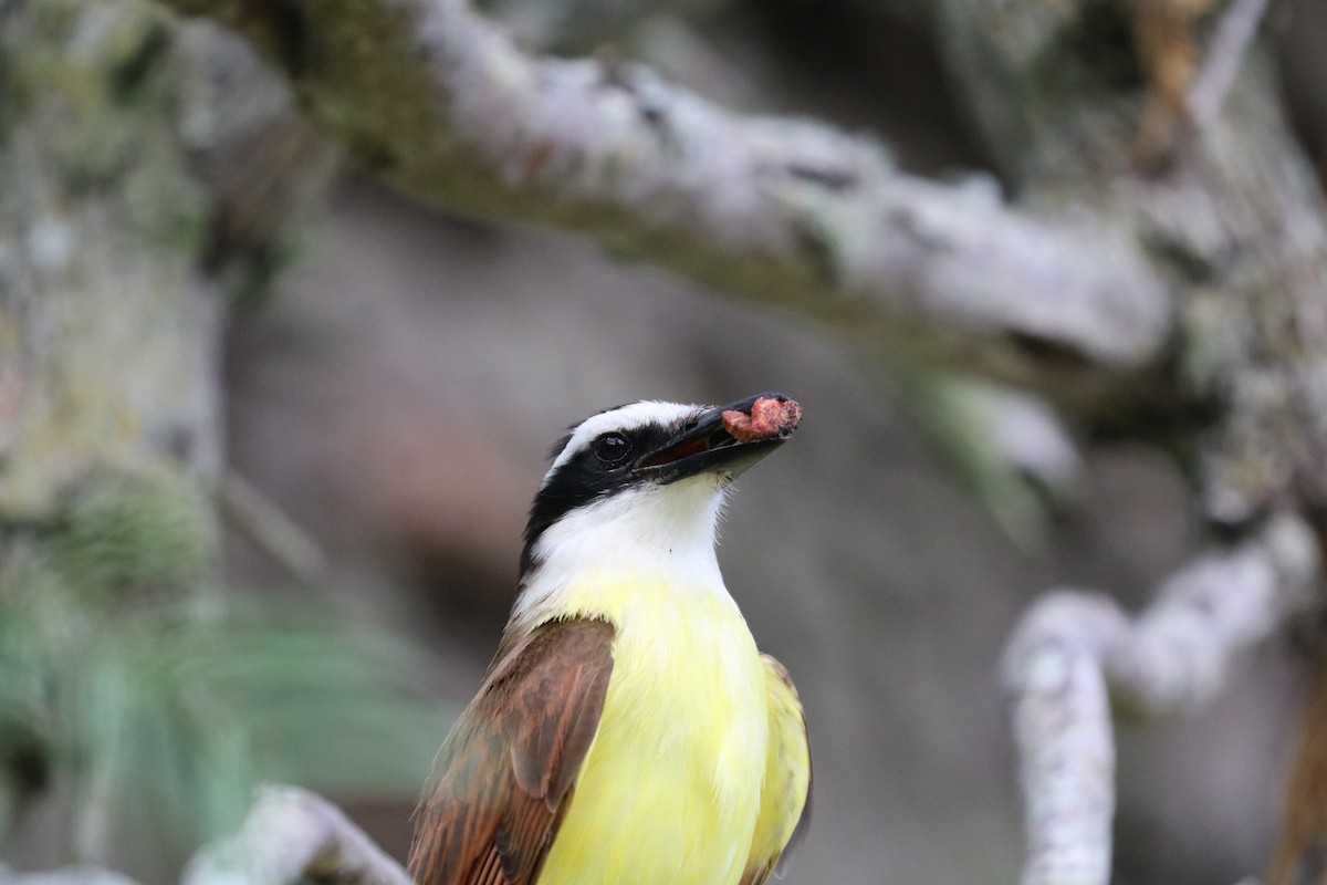 Great Kiskadee - ML55961561