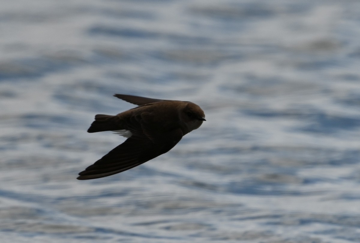 Northern Rough-winged Swallow - ML559615691