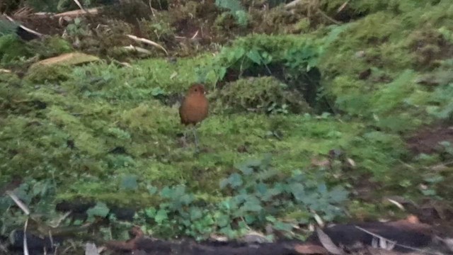 Equatorial Antpitta - ML559615911