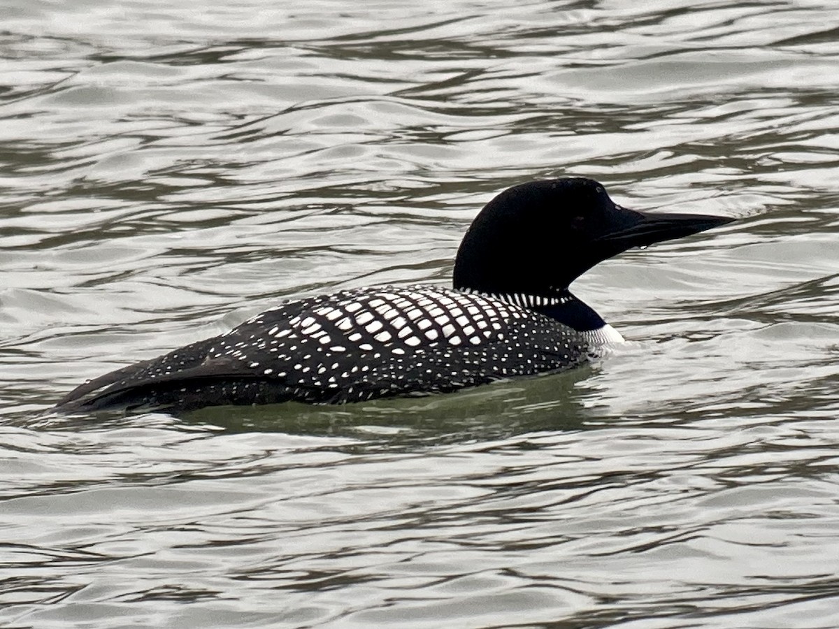 Plongeon huard - ML559616081