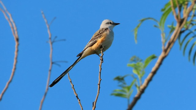 Scissor-tailed Flycatcher - ML559616251