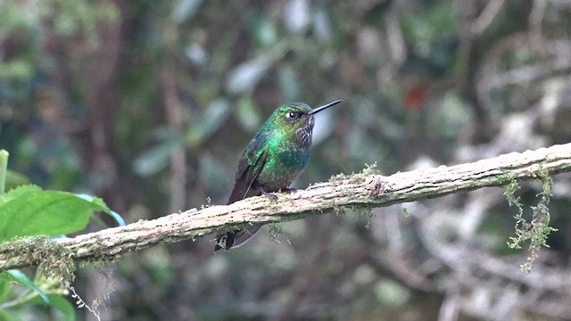 Black-thighed Puffleg - ML559618381