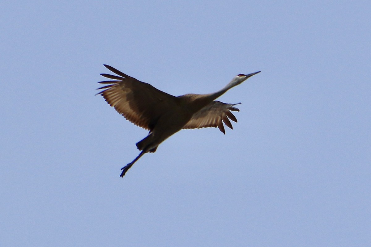 Sandhill Crane - ML559618461