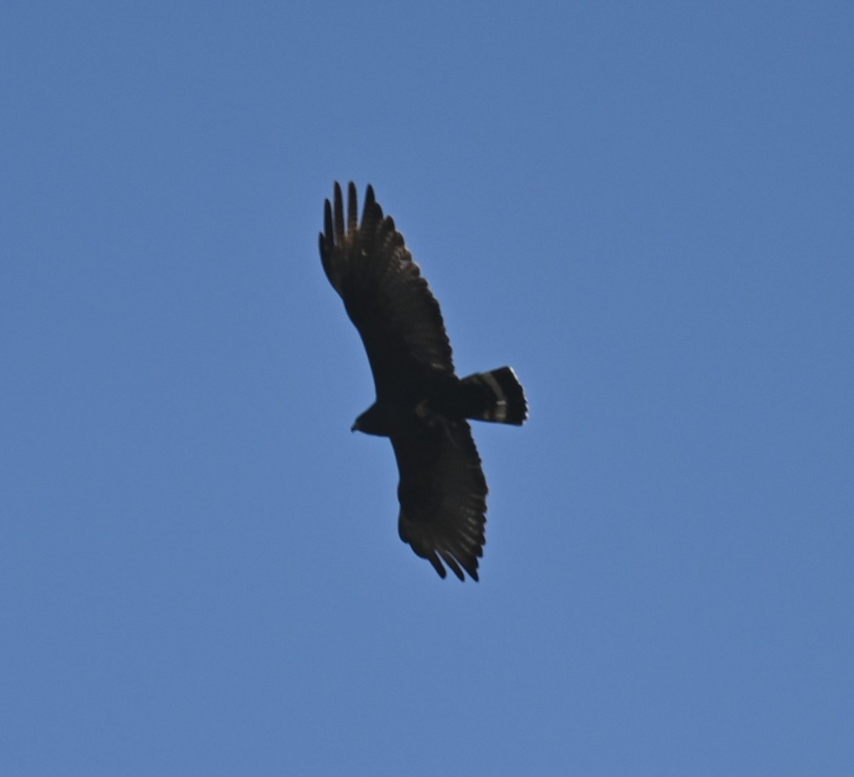 Zone-tailed Hawk - ML559618841
