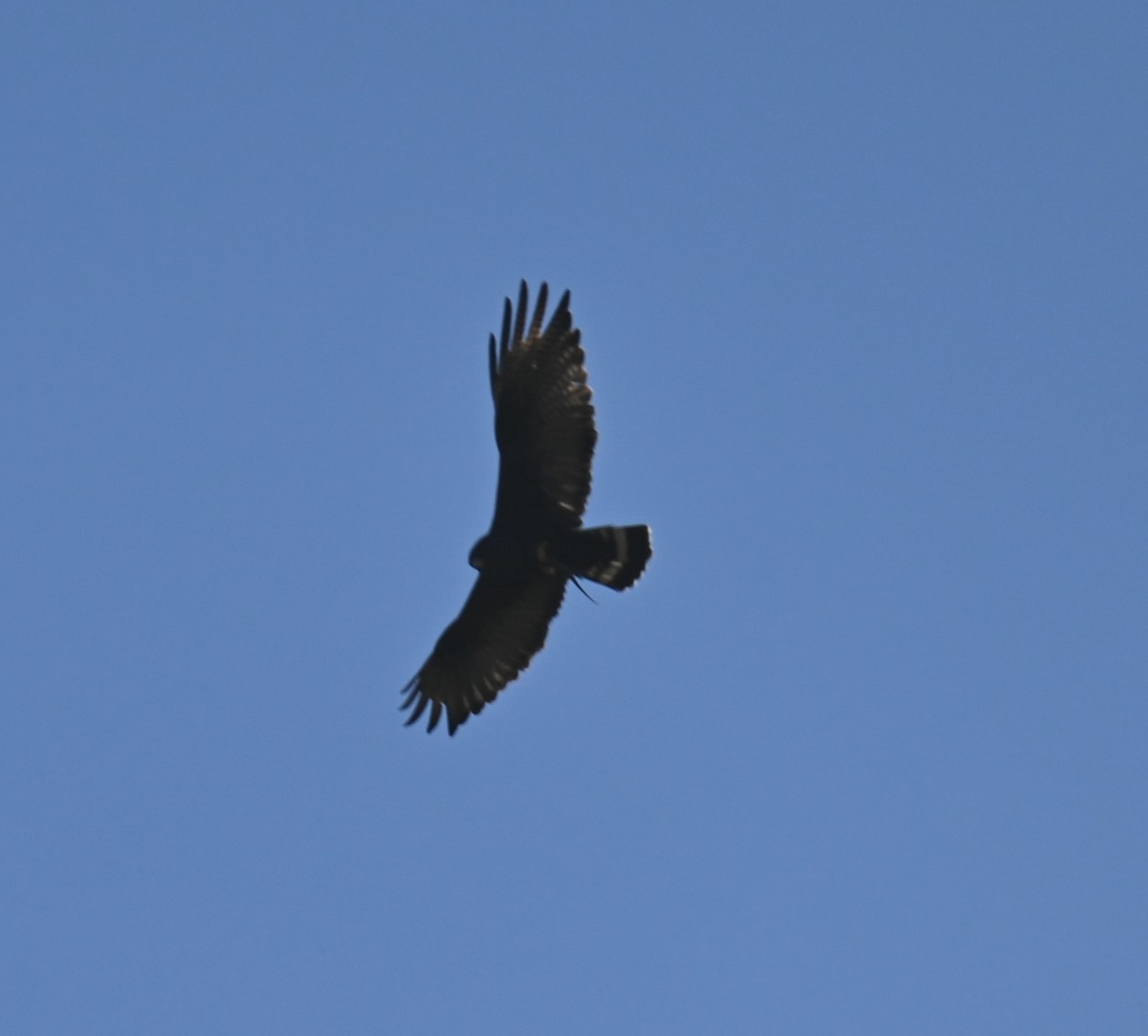 Zone-tailed Hawk - ML559618851