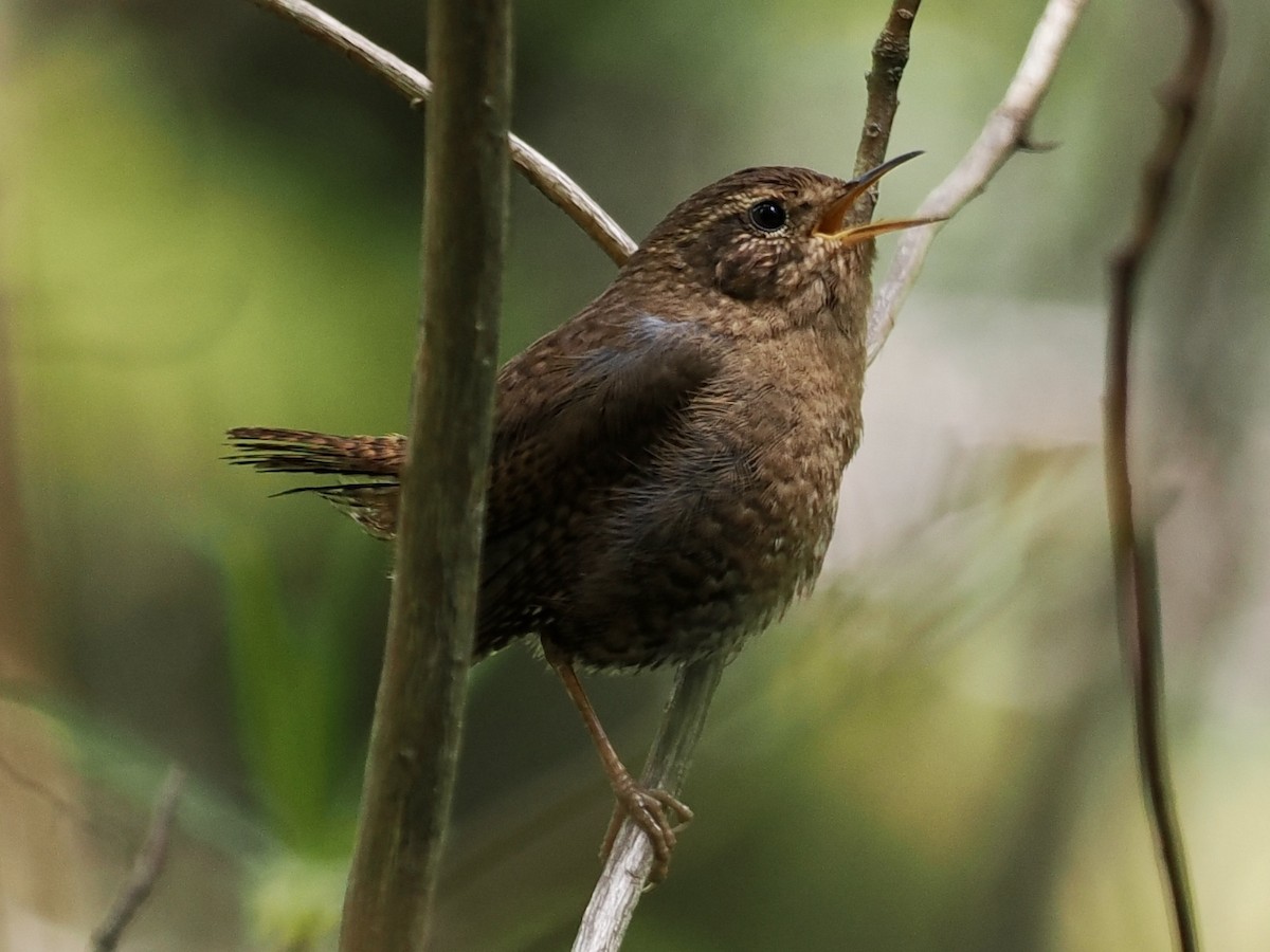 Pacific Wren - Gabriel Willow