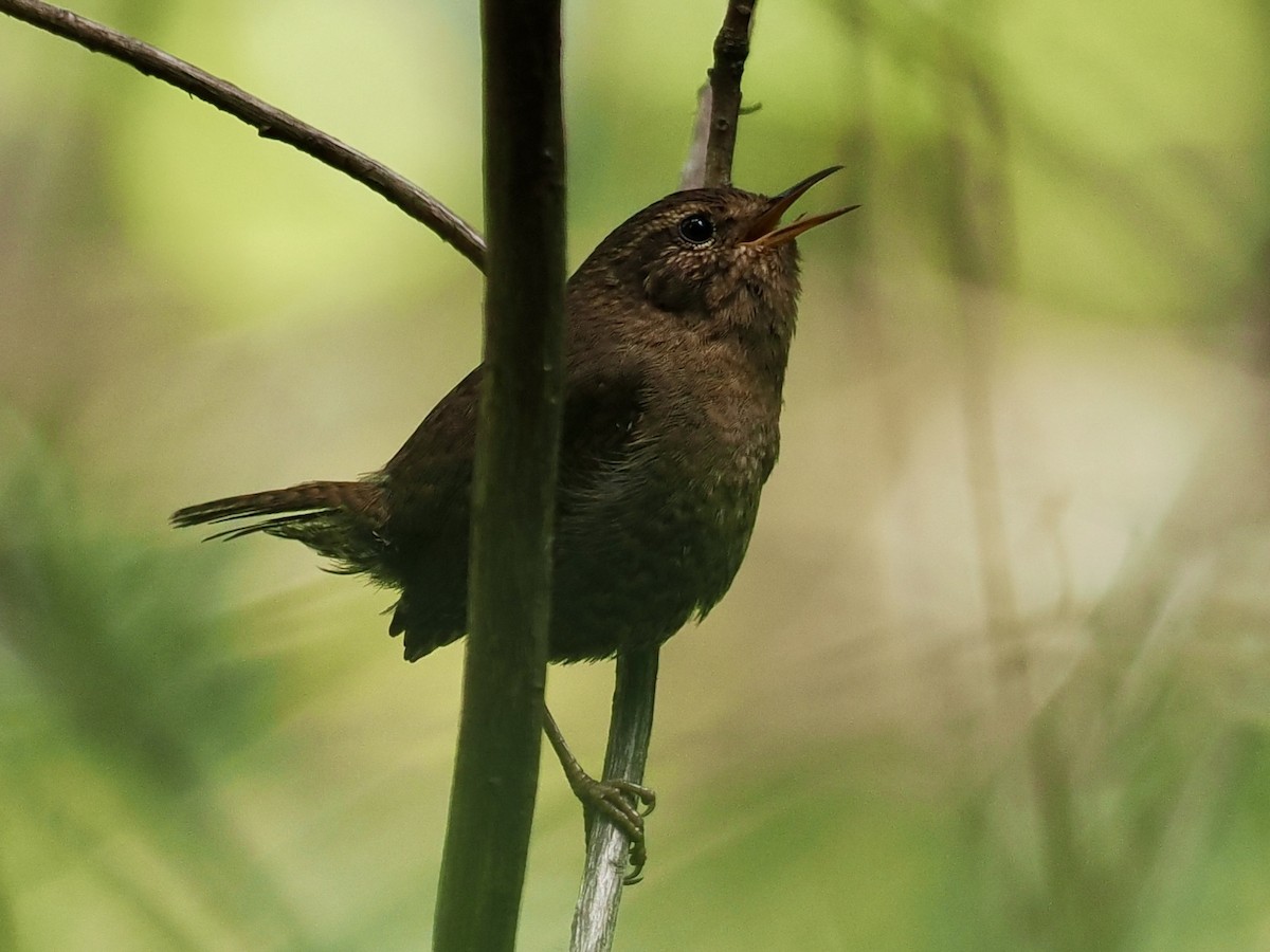 Pacific Wren - Gabriel Willow