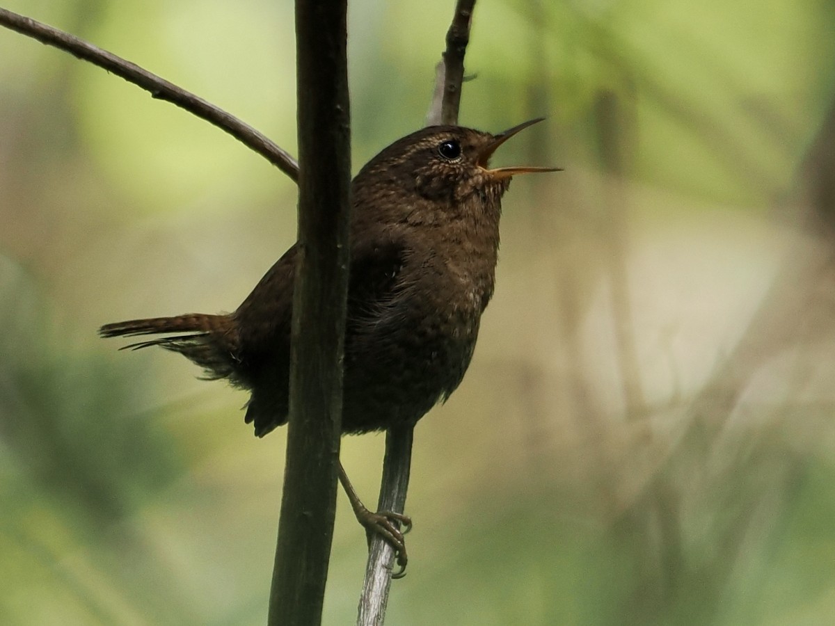 Pacific Wren - Gabriel Willow