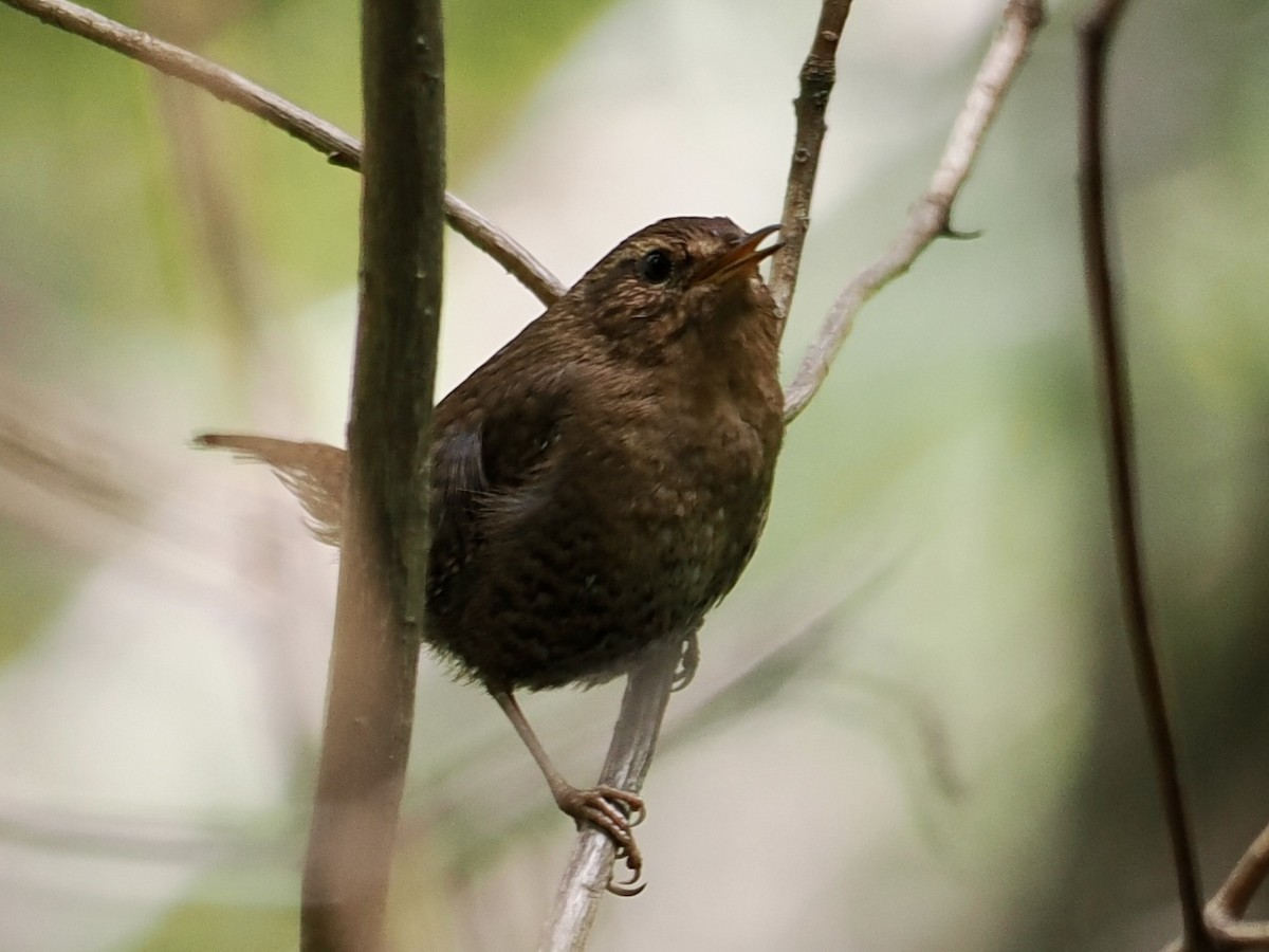 Pacific Wren - Gabriel Willow