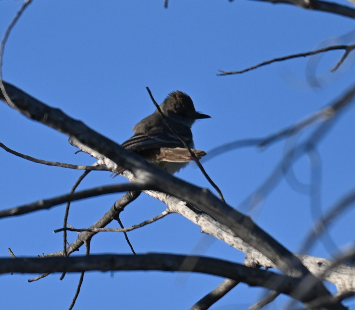 Ash-throated Flycatcher - ML559620241