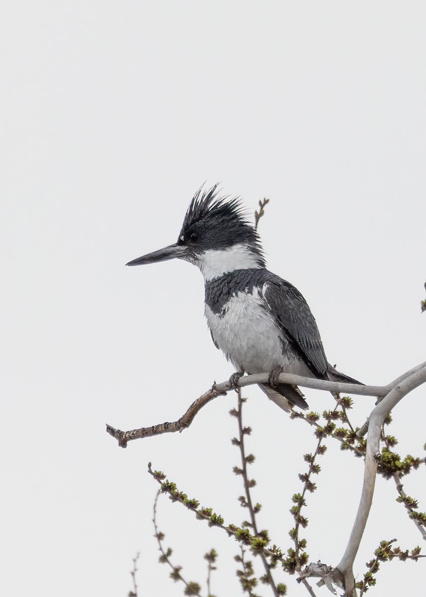 Belted Kingfisher - ML559620331