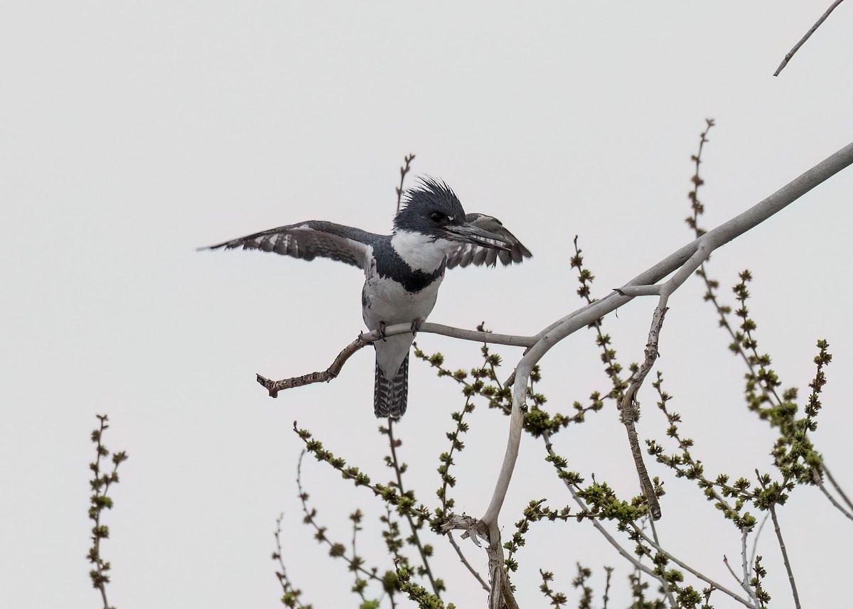 Belted Kingfisher - ML559620351