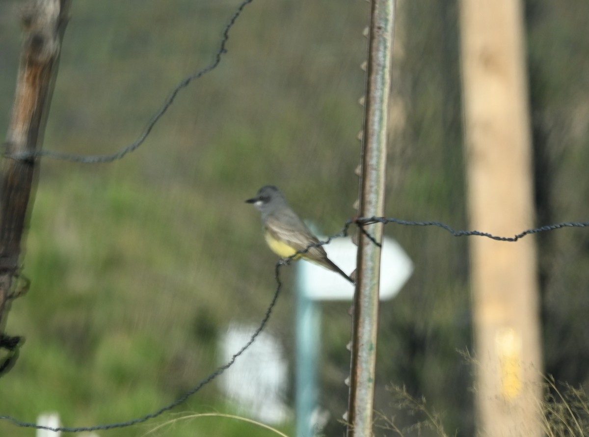 Cassin's Kingbird - ML559620361