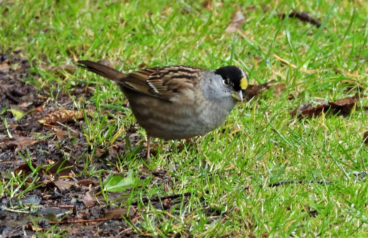Golden-crowned Sparrow - ML559621091