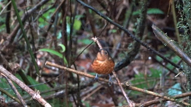 Slate-crowned Antpitta - ML559621861