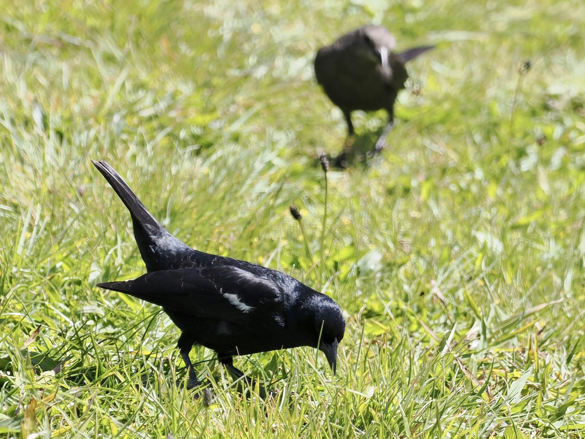 Tricolored Blackbird - ML559622151