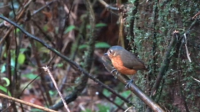 Slate-crowned Antpitta - ML559622171