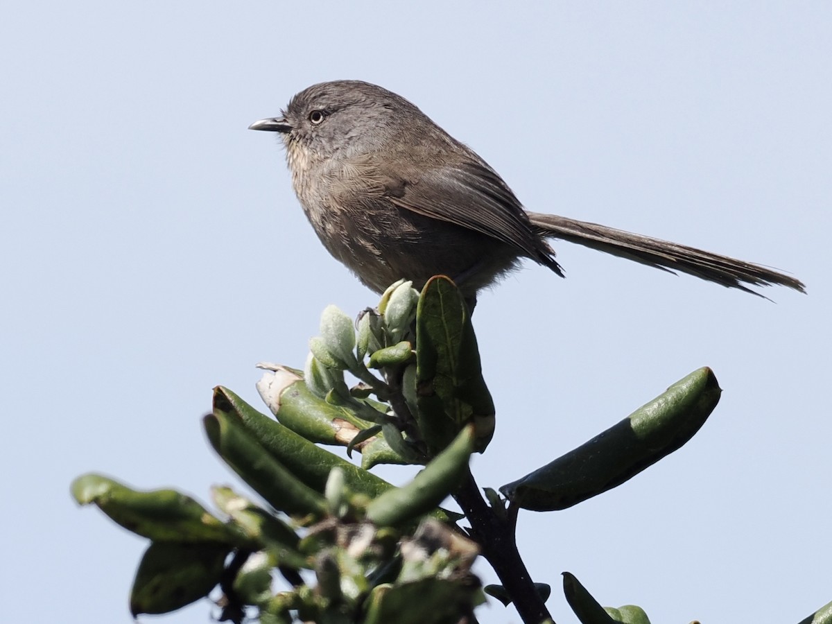 Wrentit - ML559623031